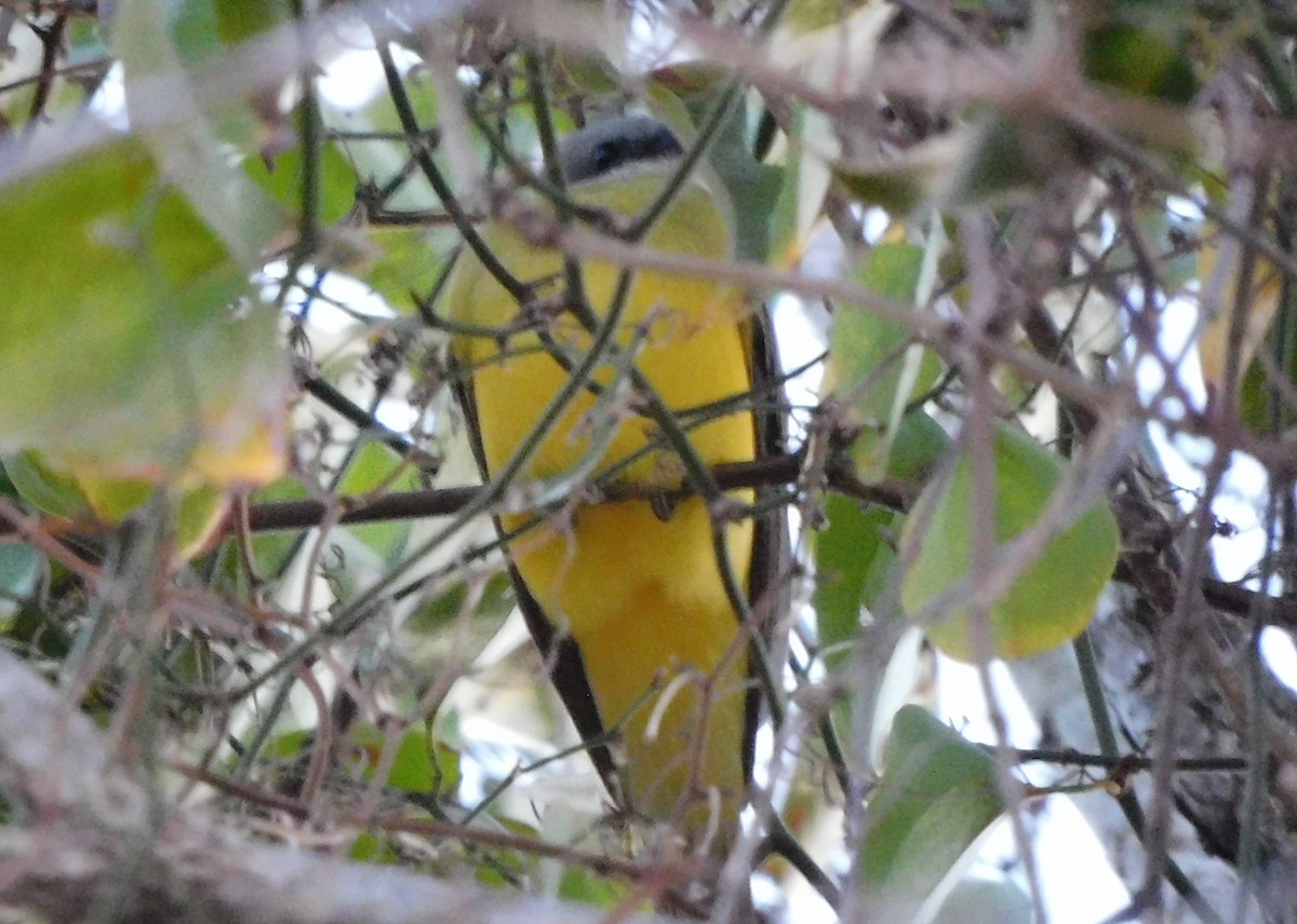 Couch's Kingbird - Meghann McLeroy