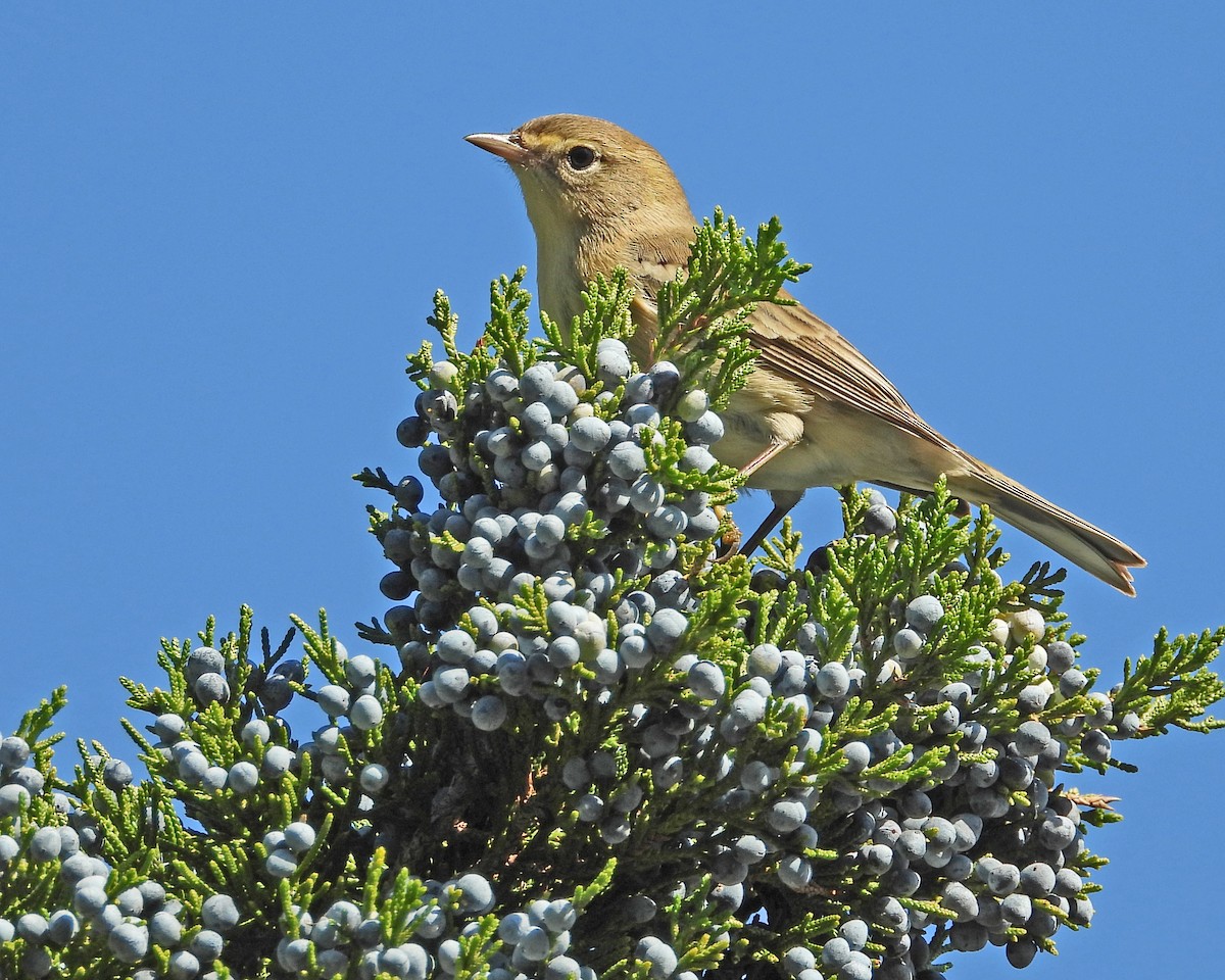 Pine Warbler - ML612399715