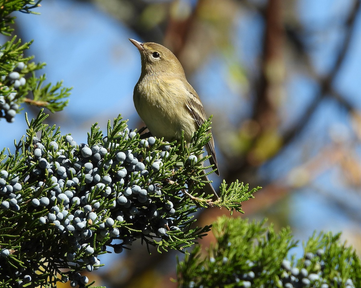 Pine Warbler - ML612399741