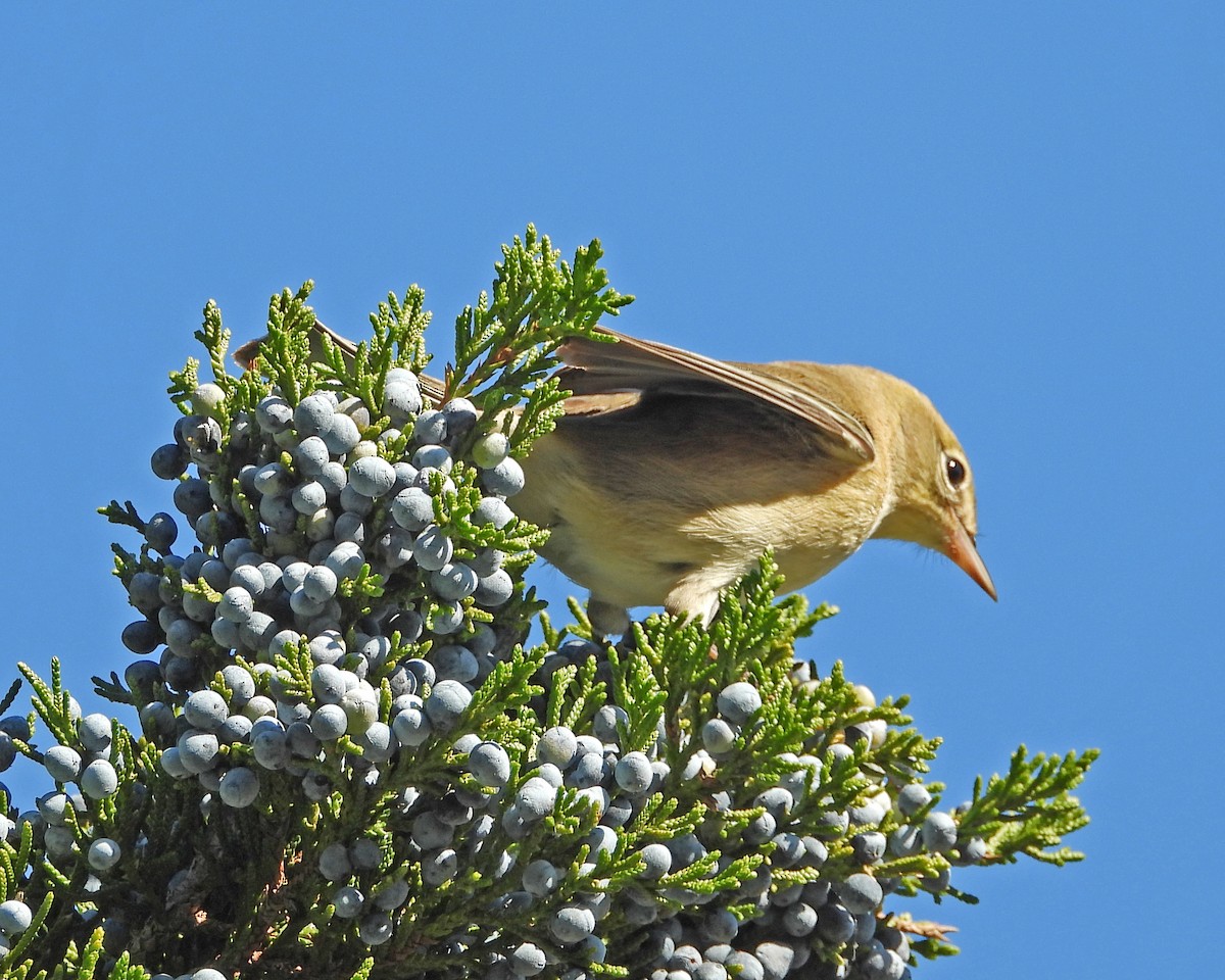 Pine Warbler - ML612399767