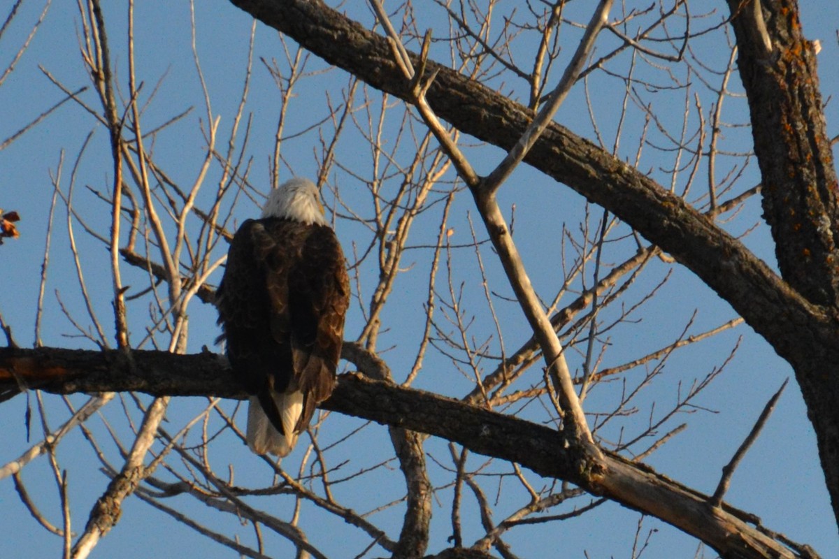 Bald Eagle - ML612399792