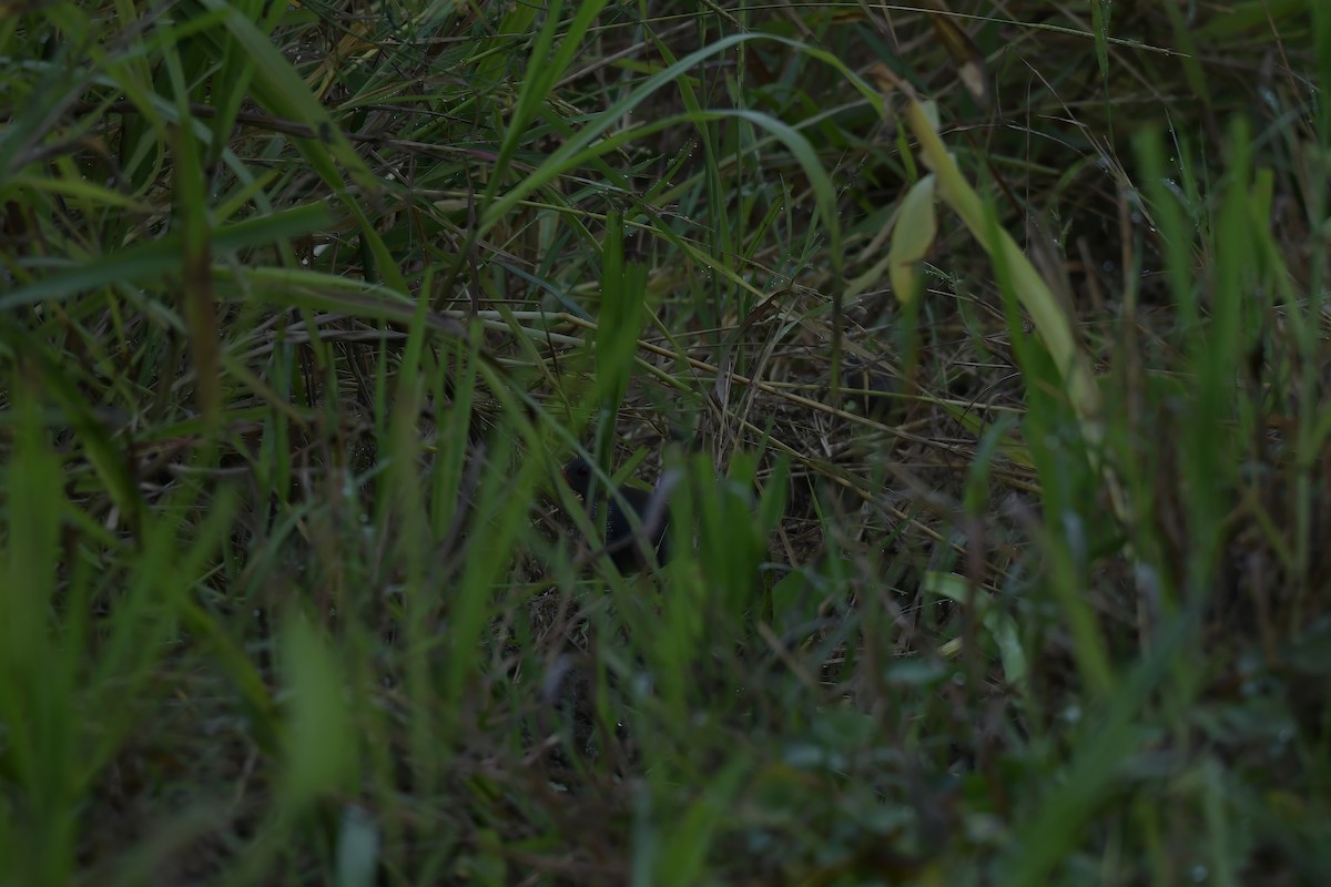 Paint-billed Crake - ML612399875