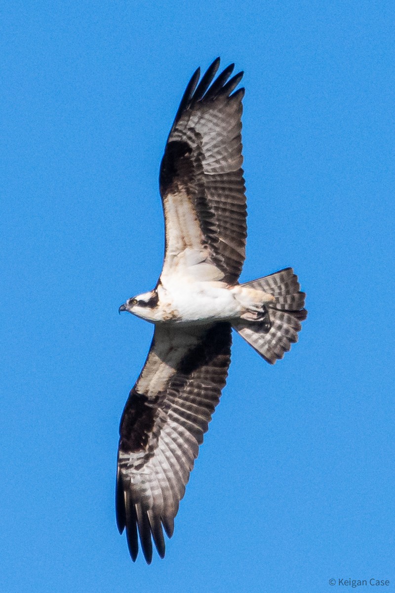 Osprey - ML612399897