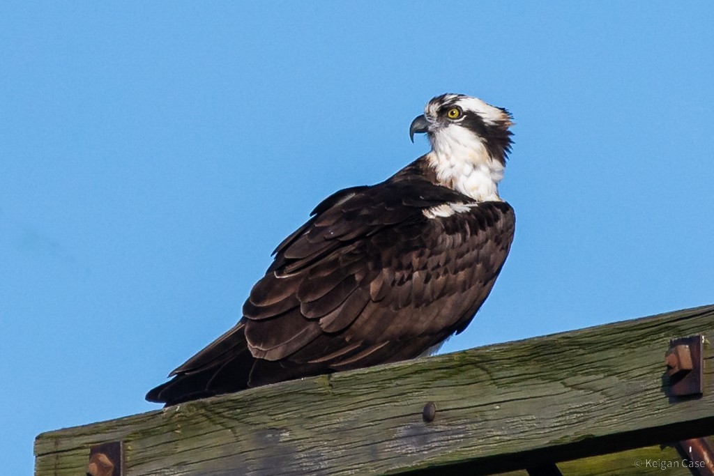 Osprey - ML612399898