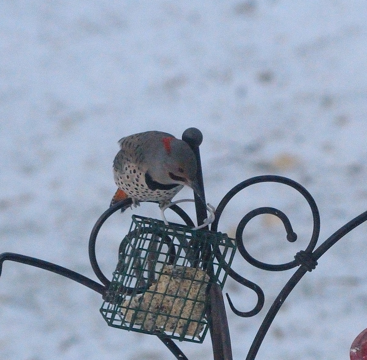 Northern Flicker (Yellow-shafted x Red-shafted) - ML612399917