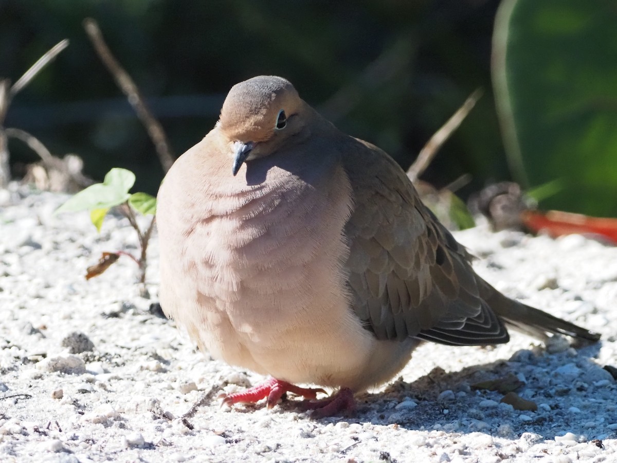 Mourning Dove - ML612400017