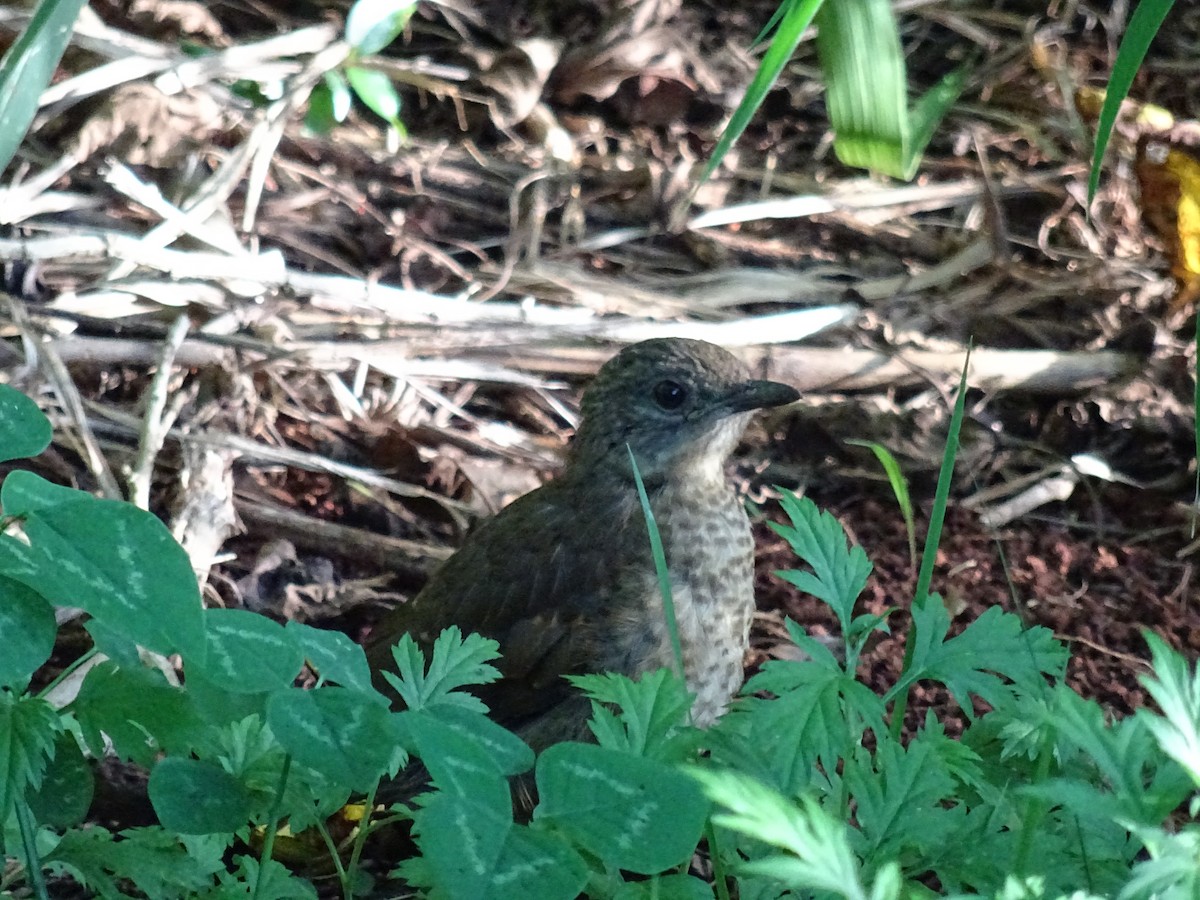 Pale-breasted Thrush - ML612400076