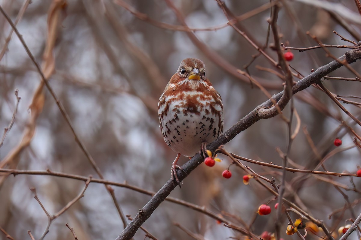 Fox Sparrow (Red) - ML612400085