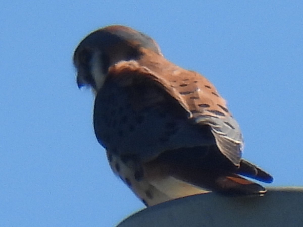 American Kestrel - ML612400185