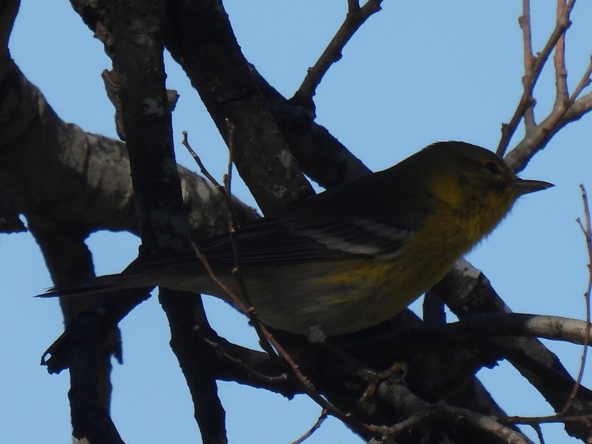 Pine Warbler - ML612400196