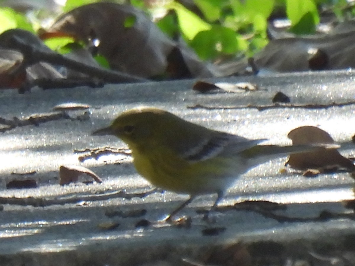Pine Warbler - ML612400199