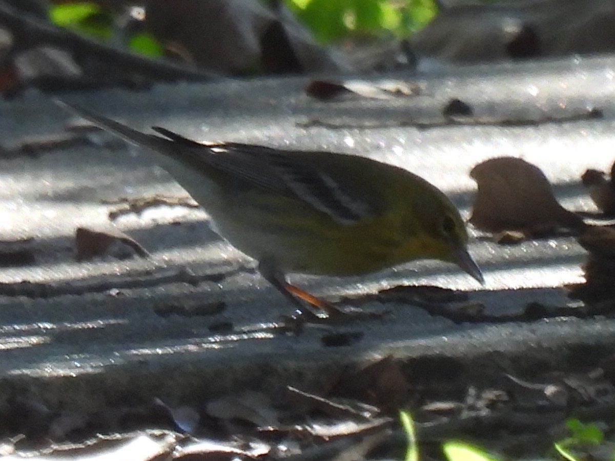 Pine Warbler - ML612400204