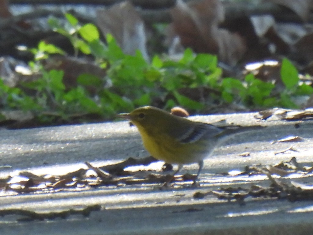 Pine Warbler - ML612400207