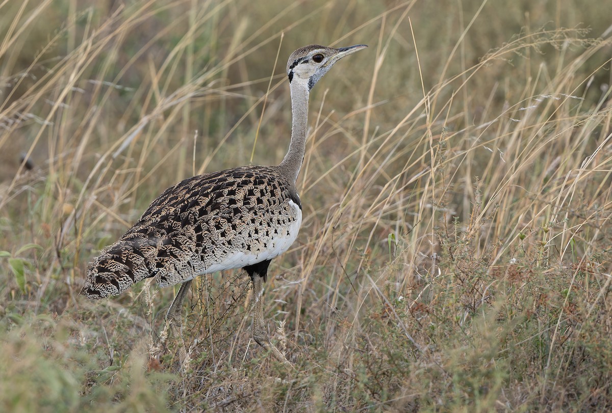 Black-bellied Bustard - Don Danko