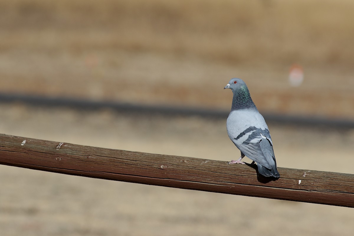 Rock Pigeon (Feral Pigeon) - Lorraine Lanning