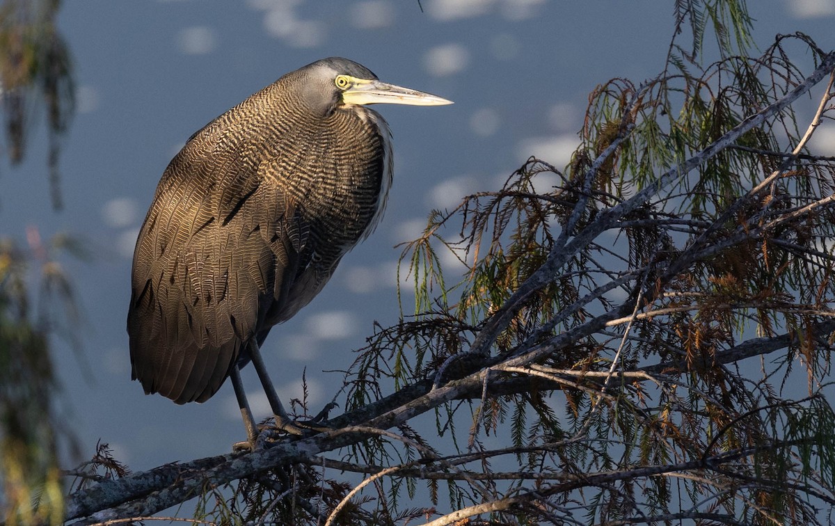 Bare-throated Tiger-Heron - ML612400250