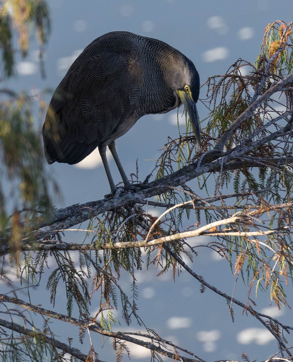 Bare-throated Tiger-Heron - Ryan Rodriguez