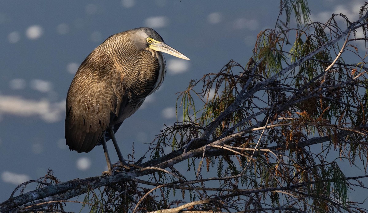 Bare-throated Tiger-Heron - ML612400253