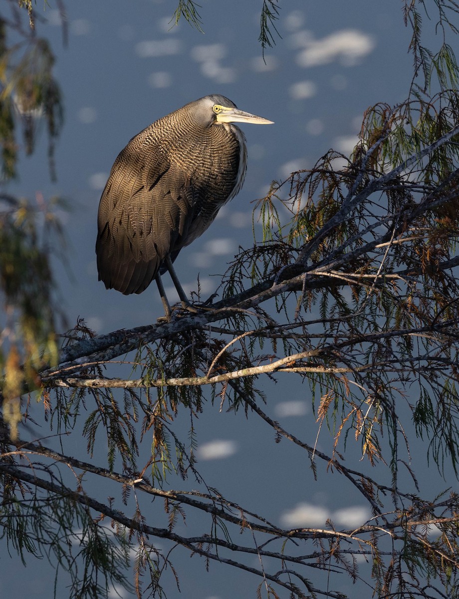 Bare-throated Tiger-Heron - ML612400254