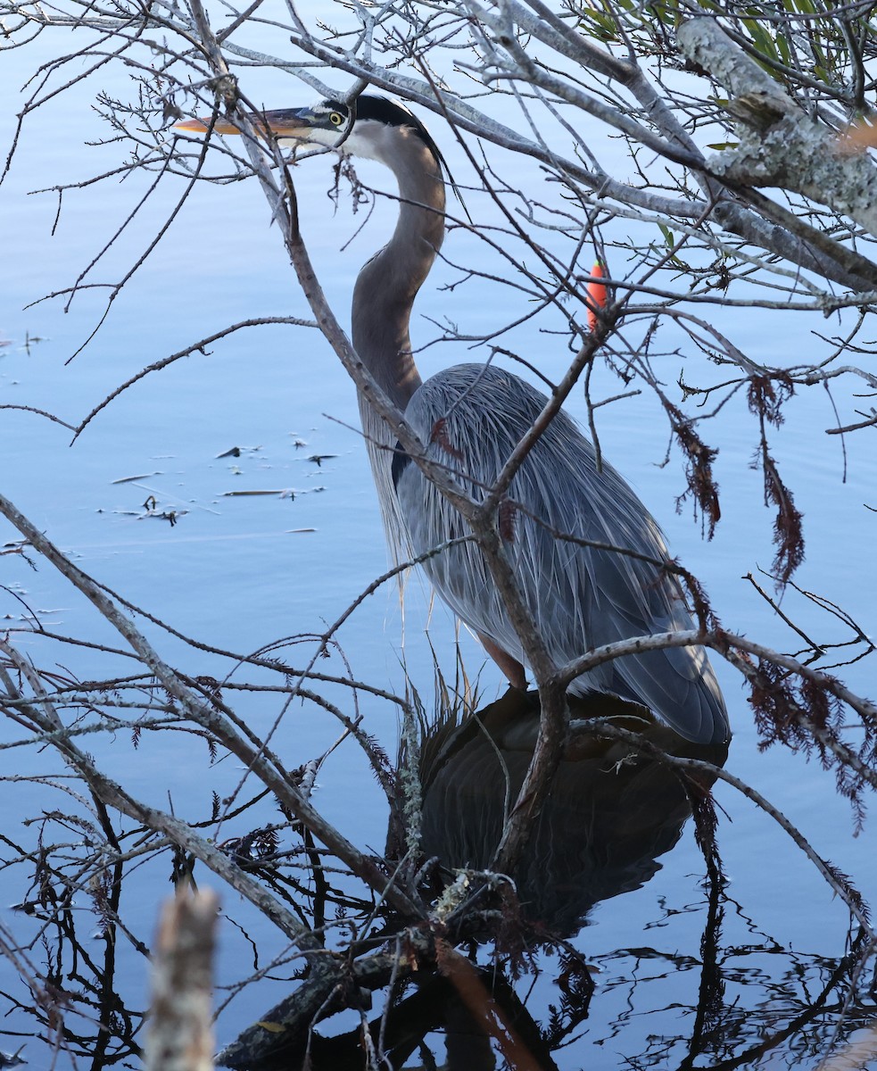 Great Blue Heron - Kathy Richardson