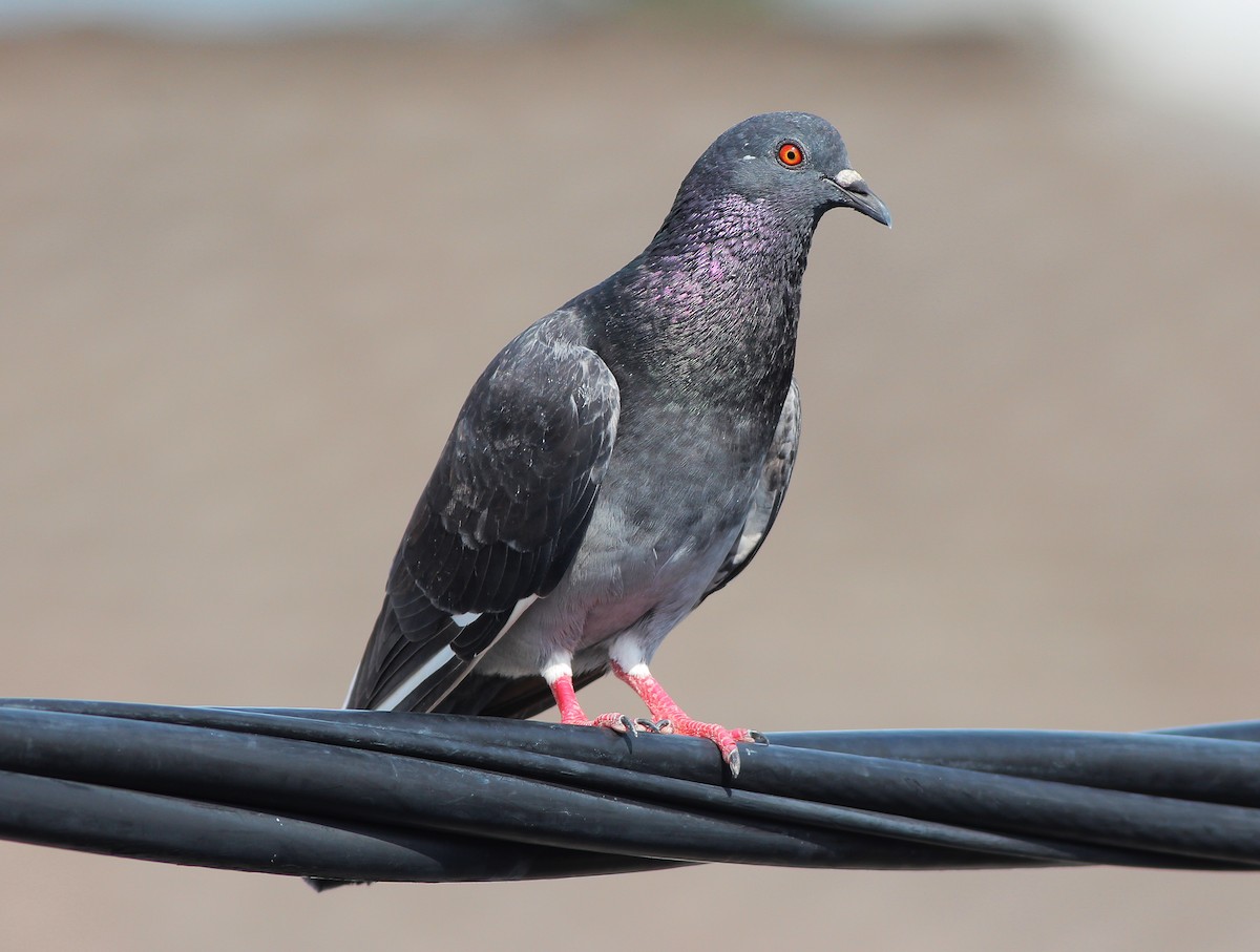 Rock Pigeon (Feral Pigeon) - ML612400363