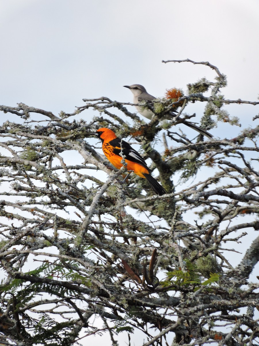 flekktrupial - ML612400427