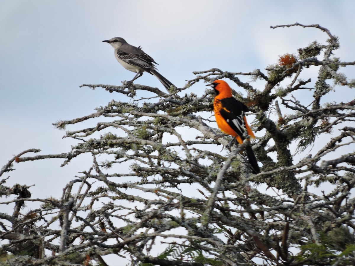 tropespottefugl - ML612400463