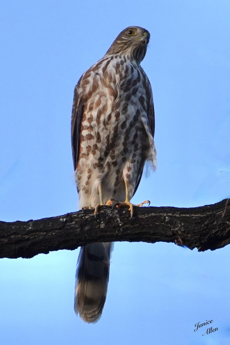 Cooper's Hawk - ML612400570