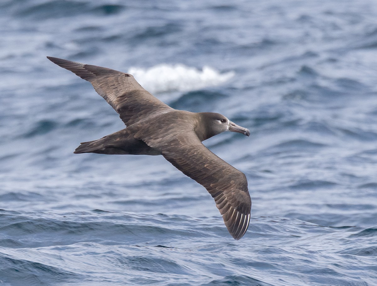 Black-footed Albatross - ML612400707