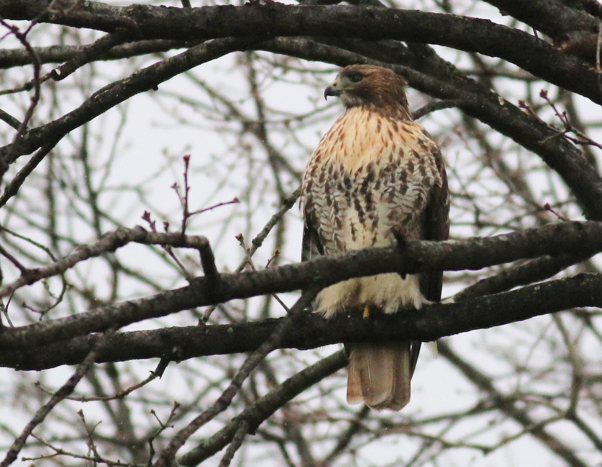 Red-tailed Hawk - ML612400721