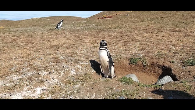 Магелланов пингвин - ML612400731