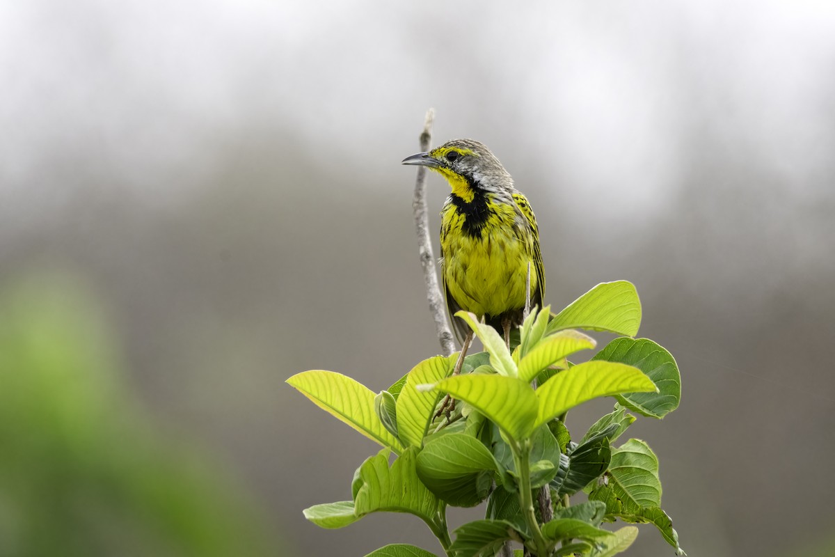 Yellow-throated Longclaw - ML612400809