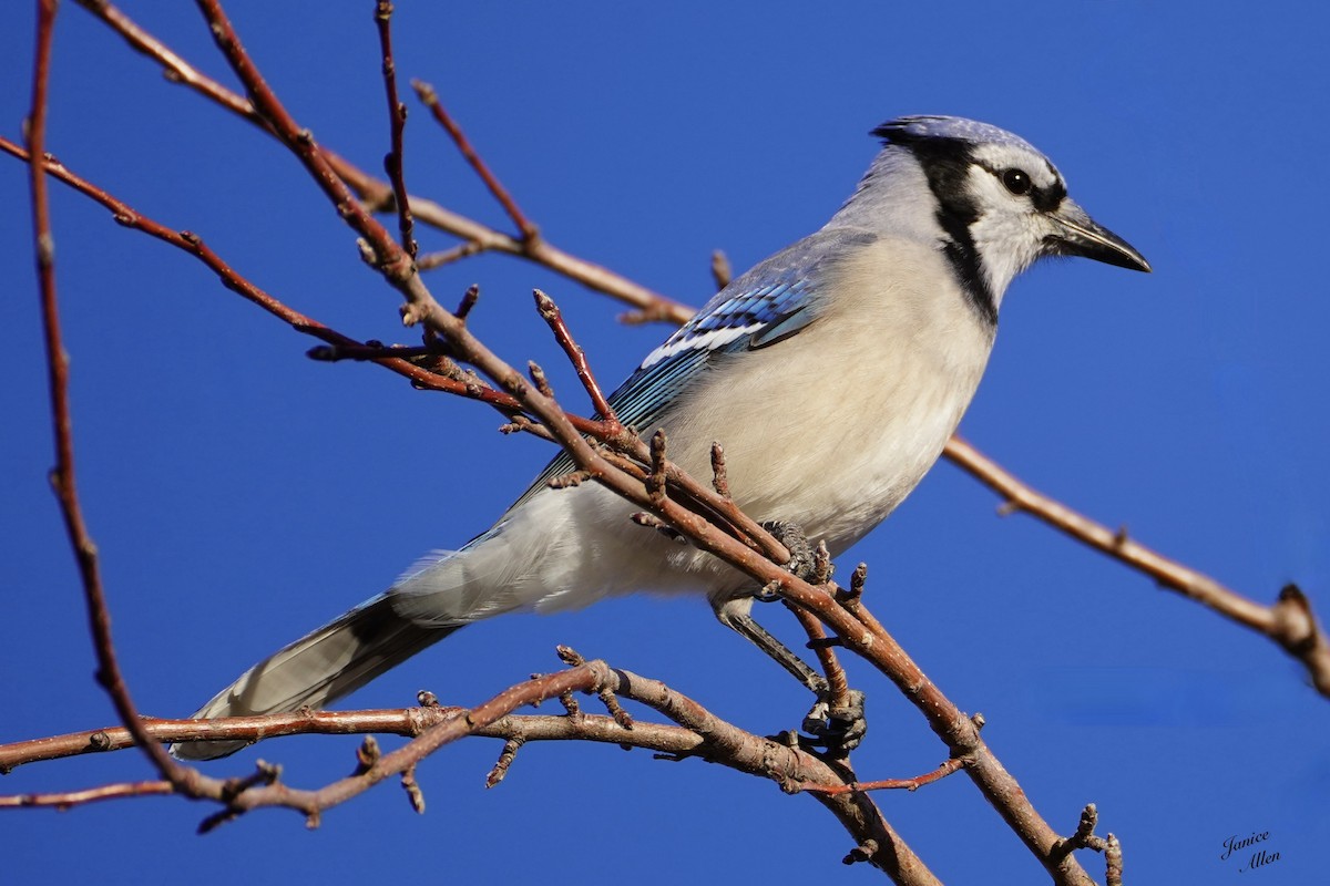 Blue Jay - ML612400893