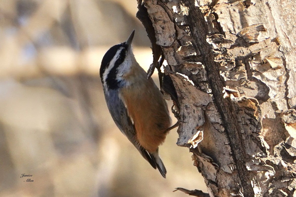 Red-breasted Nuthatch - JANICE ALLEN