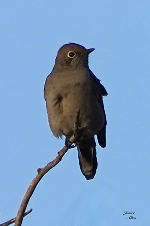 Townsend's Solitaire - JANICE ALLEN