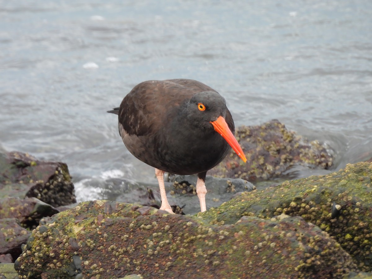 Black Oystercatcher - ML612400953