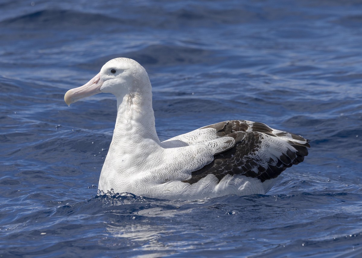 Antipodean Albatross (Gibson's) - ML612400967