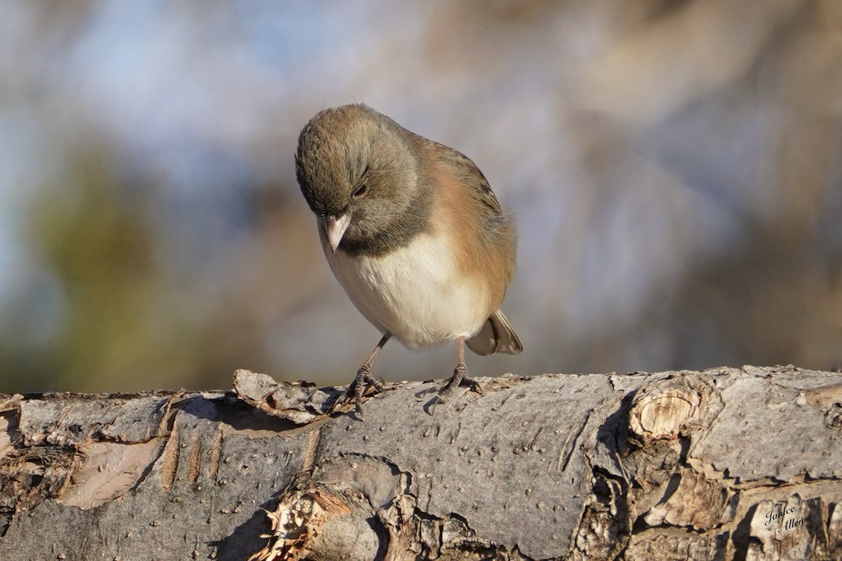 Dark-eyed Junco - ML612400978