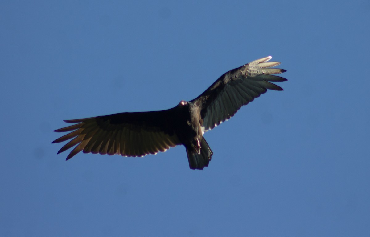 Turkey Vulture - ML612400979