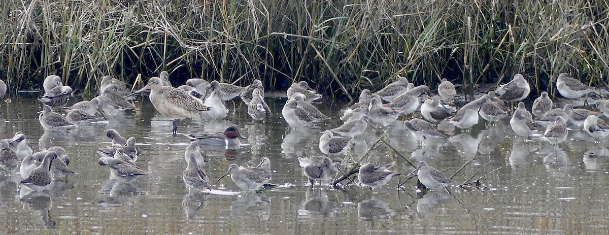 Green-winged Teal - ML612401026