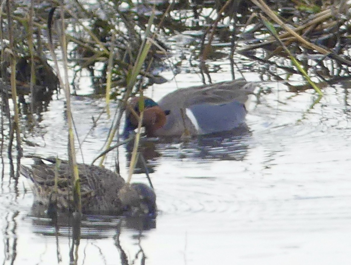 Green-winged Teal - ML612401040