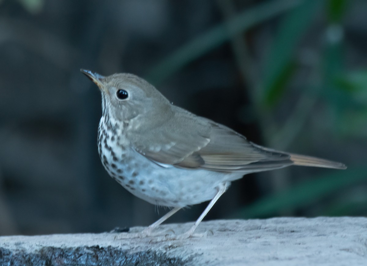 Hermit Thrush - Gordon Karre