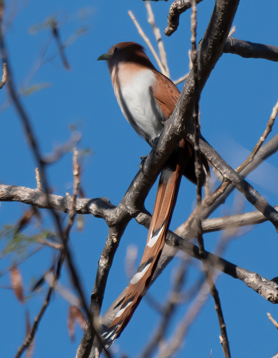 Cuco Ardilla Común - ML612401184