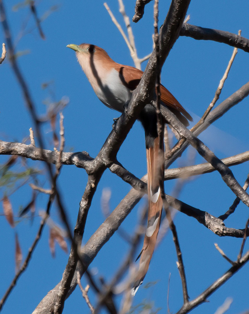 Squirrel Cuckoo - ML612401186