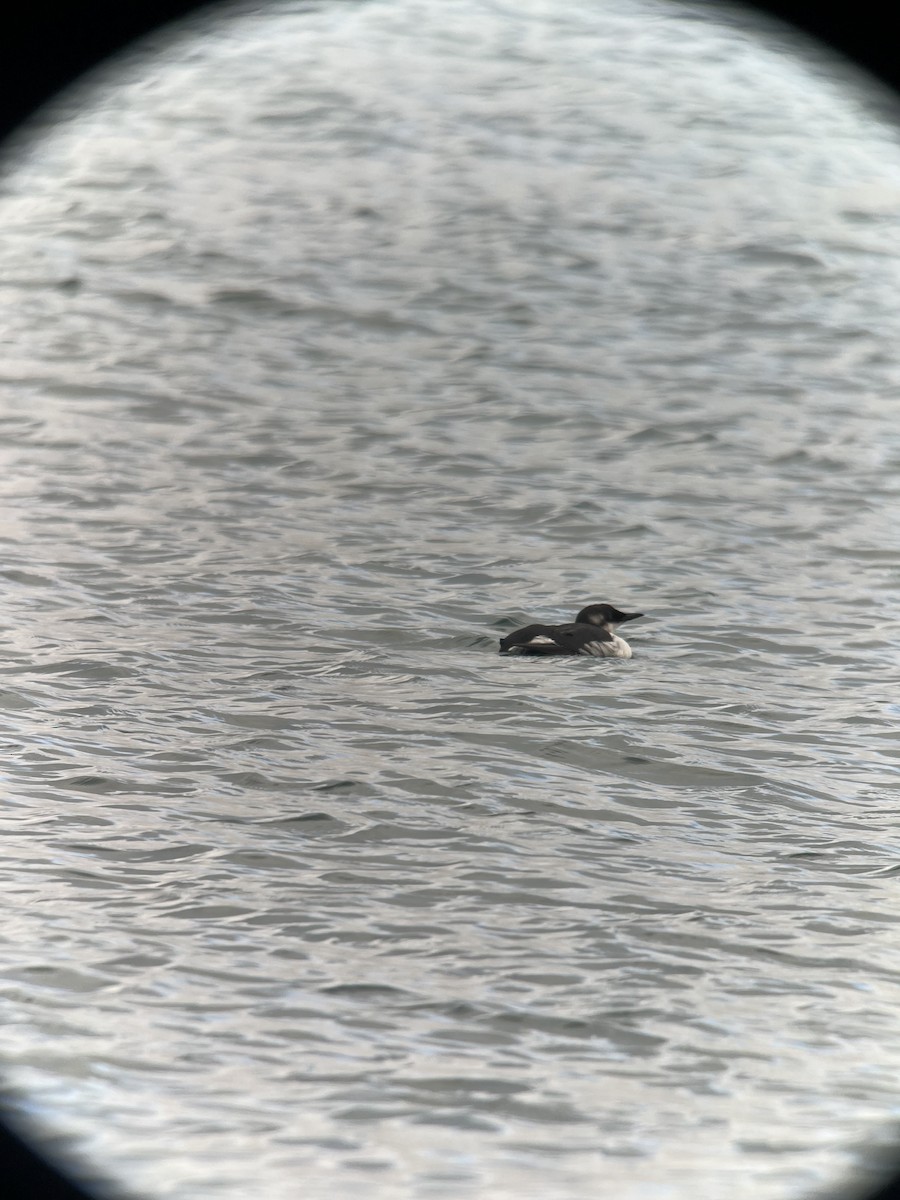 Common Murre - ML612401213