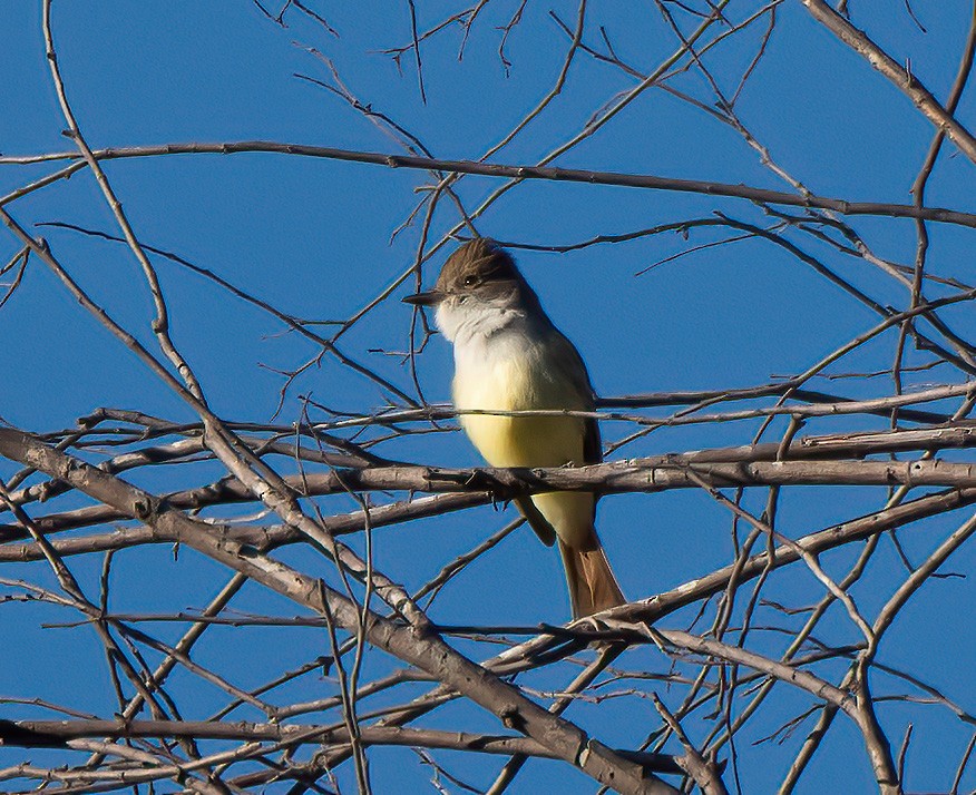 Nutting's Flycatcher - ML612401233