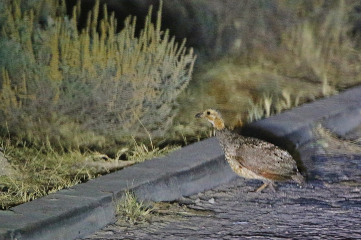 Francolin de Finsch - ML612401270