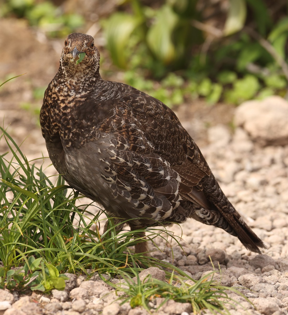 Gallo Fuliginoso - ML612401282