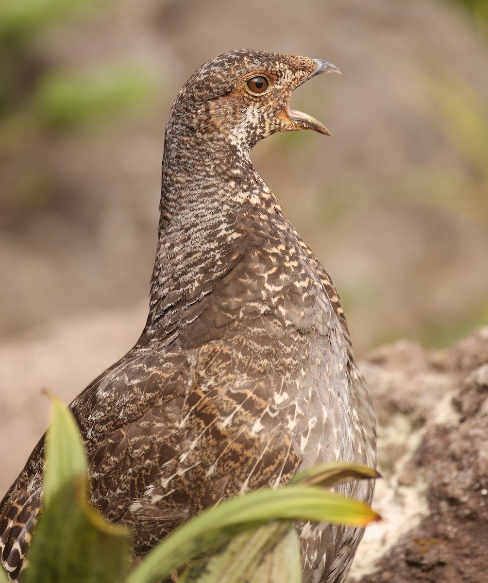 Sooty Grouse - Michael Gallo