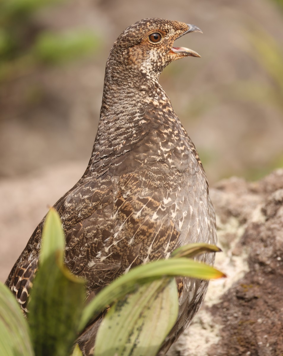 Sooty Grouse - Michael Gallo